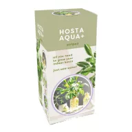 Hosta Aqua-Árnyékliliom hajtatóüvegben JUB
