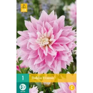 Bulb Dahlia Evanah 1 piece JUB