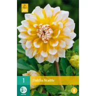Flower bulb Dahlia Seattle 1 piece JUB