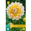 Flower bulb Dahlia Seattle 1 piece JUB