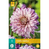 Flower bulb Dahlia Smokey 1 piece JUB