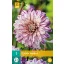 Flower bulb Dahlia Smokey 1 piece JUB