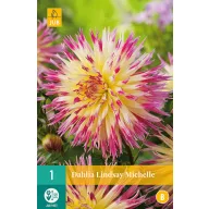 Flower bulb Dahlia Lindsay Michelle 1 piece JUB
