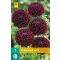 Bulb Dahlia Dark Spirit 1 piece JUB