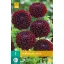 Bulb Dahlia Dark Spirit 1 piece JUB