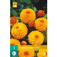 Bulb Dahlia Souvenir d'Ete 1 piece JUB