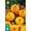 Bulb Dahlia Souvenir d'Ete 1 piece JUB