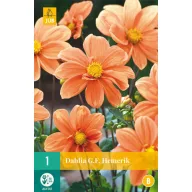 Flower bulb Dahlia G.F. Hemerik 1 piece JUB