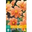 Flower bulb Dahlia G.F. Hemerik 1 piece JUB