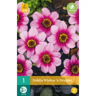 Flower bulb Dahlia Wishes 'n' Dreams 1 piece JUB
