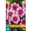 Flower bulb Dahlia Wishes 'n' Dreams 1 piece JUB