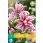 Flower bulb Lily Magic Star 1 piece JUB