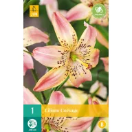 Flower Bulb Lily Corsage 1 piece JUB