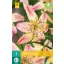 Flower Bulb Lily Corsage 1 piece JUB