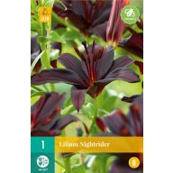 Virághagyma Liliom Nightrider 1 db JUB