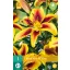 Flower bulb Lily Viva la vida 1 piece JUB
