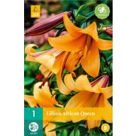 Virághagyma Liliom African Queen 1 db JUB