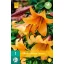 Flower bulb Lily African Queen 1 piece JUB