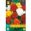 Bulb Begonia Grandifllora Mix 3 pieces JUB