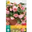 Bulb Begonia Cascade Florence 2 pieces JUB