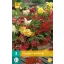 Flower bulb Begonia Pendula Mix 3 pieces JUB