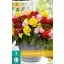 Bulb Begonia Non Stop Mix 3 pieces JUB
