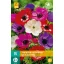 Flowering bulb Anemone Cor. De Caen Mix 15 pieces JUB