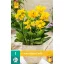 Virághagyma Canna (Sol) Happy Emily 1 db JUB