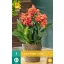 Flower bulb Canna (Sol) Happy Isabel 1 JUB