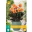 Virághagyma Canna (Sol) Happy Wilma 1 db JUB