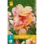 Virághagyma Canna Peach Blush 1 db JUB