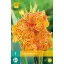 Virághagyma Canna Picasso 1 db JUB