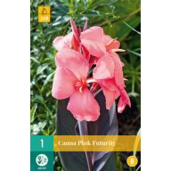 Virághagyma Canna Pink Futurity 1 db JUB