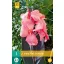 Virághagyma Canna Pink Futurity 1 db JUB