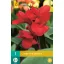 Flower bulb Canna Red Dazzler 1 piece JUB