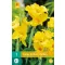 Flower bulb Canna Richard Wallace 1 piece JUB