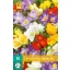 Flower bulbs Fresia Enkel/Single mix 15 pieces JUB