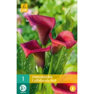 Flower bulb Zantedeschia Callafornia red 1 pc JUB