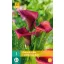 Flower bulb Zantedeschia Callafornia red 1 pc JUB
