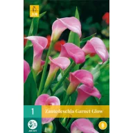 Flower bulb Zantedeschia Garnet Glow 1 pc JUB