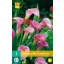 Flower bulb Zantedeschia Garnet Glow 1 pc JUB