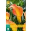 Flower bulb Zantedeschia Morning Sun 1 piece JUB