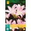 Virághagyma Amarillisz Belladonna 1 db JUB