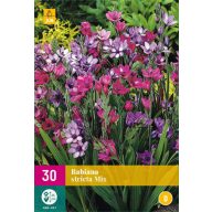 Virághagyma Babiana stricta (Páviángyökér) 10 db JUB