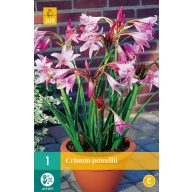 Virghagyma Crinum Powellii (Rózsás erőnysliliom) 1 db JUB
