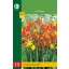 Bulb Crocosmia Mix (Safflower) 20 pieces JUB