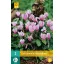 Flower bulb Cyclamen Hederifolium 2 pieces JUB