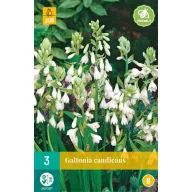 Bulb Galtonia Candicans (Summer hyacinth) 3 pieces JUB