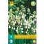 Bulb Galtonia Candicans (Summer hyacinth) 3 pieces JUB