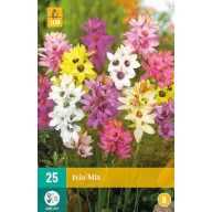 Flower bulb Ixia Mix (Lily of the Valley) 25 pcs JUB